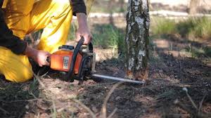 Best Hazardous Tree Removal  in Pleasant Valley, WV