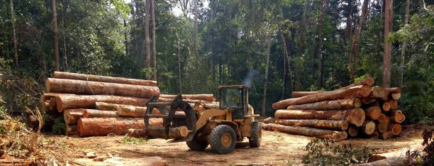 Best Tree Maintenance Programs  in Pleasant Valley, WV